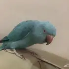 دره أليف