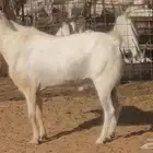 تيس بيشي فحل اعفر فاخر مشروط من ماعز بيشيات