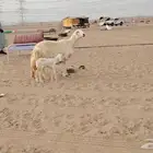 شاه ضان حريه صنف الصنف تحتها رخل للبيع