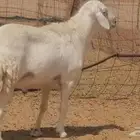 فحل حري فاخر مشروط فحل غنم وضان حريات