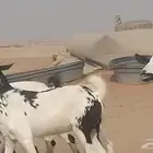 معزا بيشيات مرخ