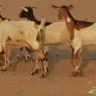 معزا بيشيات خلفات طيبة وبهمها جواهر 3 رأس