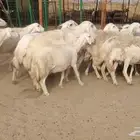 ضان حريات دفيع مفاصيل بتولد شرط 21معه الفحل