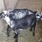 تيوس فاخره اطلب ولا تتردد لحم طيب جدن