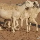 رخال حريات حرش صنف دفيع من غنم وضان حرية 4 رخال