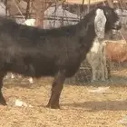 ماعز عوارض جنب دفيع معزا عارضيات طيبة 5 رأس