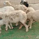 4غنم حريات يتبعها 4 بهم ب 1500 ريال للنعجه نهائي