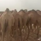 حَشو صومالي وسط مرابي