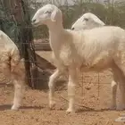 رخال حريات صنف فاخر مقنوي من غنم حرية 3 رأس