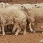 رخال حريات حرش مقنوي جنب دفع مراح