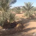 فروخ نخل للبيع