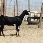 عنز دفيع على الشرط