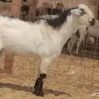فحل بيشي صنف اكحل مشروط من معزا بيشية
