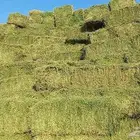 برسيم وادي دشر  الجوب  ميجو