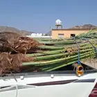 يوجد لدينا جميع انواع النخيل وتركيب الشبوك