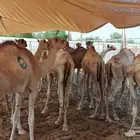 اللي يدور على اطيب القعدان الجملة والتفريد باسعار مناسبة