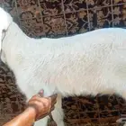 خروف نجدي عمره شهرين