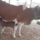 بقرة بلدي