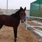 خيل للبيع ذكر