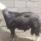 فحل نجدي مشروط صحة ونسف وانتاج