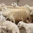 Harriat sheep rough behind ewes