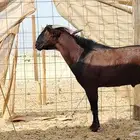فحل محايلي طيب لي البيع
