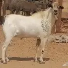 فحل بيشي اكحل صنف فاخر جرم وارتفاع مشروط