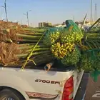 يتوفر خلاص مثمر_بجميع_انواعه_ومقاسته_المختلفه