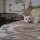 قط صغير للتبني
