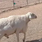 خاروف حري فحل طيب