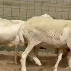 ما شاء الله وتبارك أعرض لكم غنم حريات دفيع ومضاريع