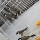 متوفر بلبل صيد البيع 15 الحبه