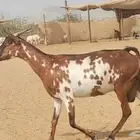 عنز محايليه تحتها تيس