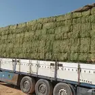 برسيم صافي ومخلوط شد ووزن ورقه