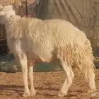 فحل حري احرش مشروط طلي مشروط