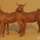 جفار محايليات حمر دهم جنب جفرات محايلية فاخرة