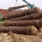 نخل للبيع طالع بتجاه تبوك