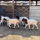 دواغير نعيم العدد 11