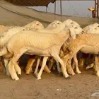 رخال حريات العدد 15