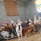 ديوك ودجاج بلدي العمر 4 اشهر إلى 5 اشهر الموقع كرا