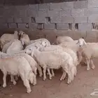 خرفان للبيع حري