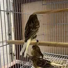 كناري جولستر 4 حبات