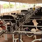 مطلوب مطلوب مزرعة ابقار