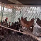 دجاج بلدي للبيع