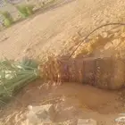 نخل امريكي واشنطنيا