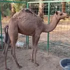 بكره للبيع بنت شاهين الجهراء