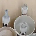 حمام زاجل ايس صافي حجم جامبو