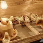 صيصان لوهمان براون