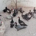بط موسكوفي