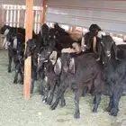 تيوس طيبه للبيع